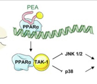 팔미토일에탄올아마이드(PEA, CAS 544-31-0)는 토끼의 사시 수술 후 발생하는 유착에 대한 새로운 치료법이 될 수 있습니다.