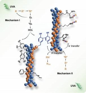 UVA/리보플라빈 콜라겐 교차 해독: A 생의학 재료 개선 경로